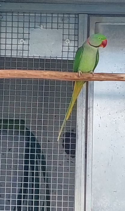 Macho verde/ino  2023