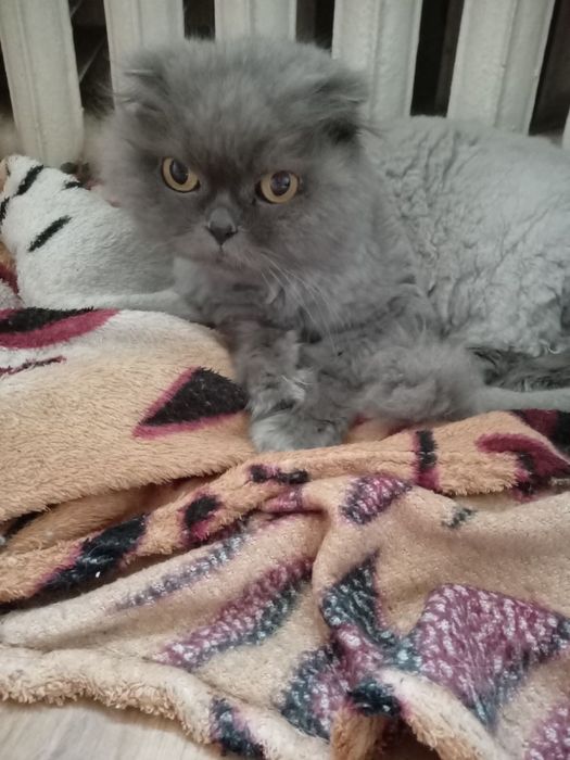 Перетримка котів