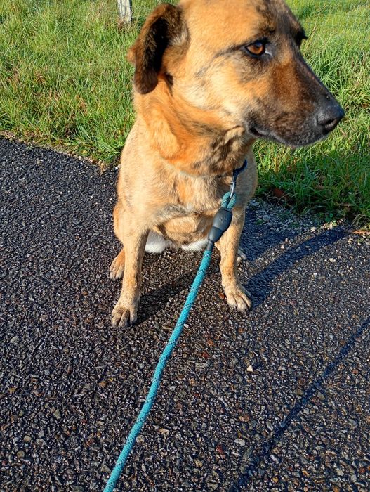 Maja - Cadelinha Malinois de 3 anos para adoção