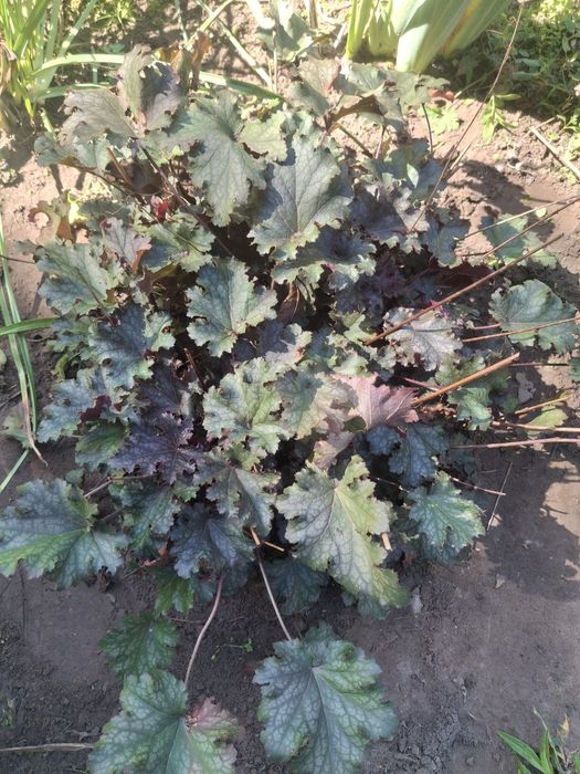 Żurawka sadzonka 50cm