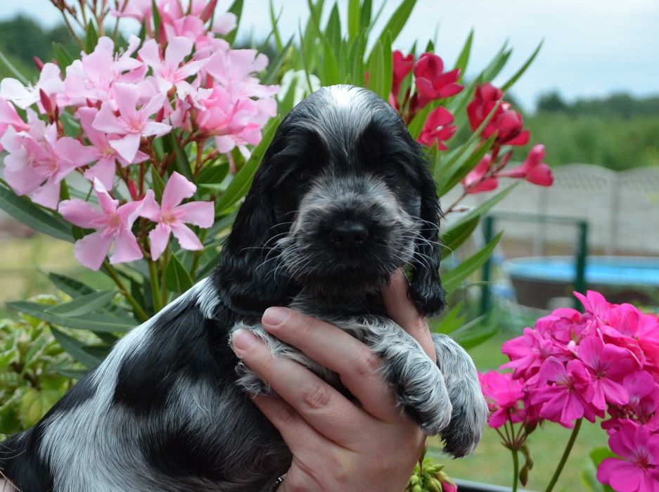 Cocker Spaniel Angielski ZKwP/FCI