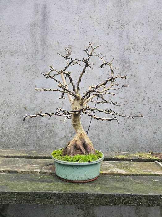 Bonsai acer buergerianum +30anos