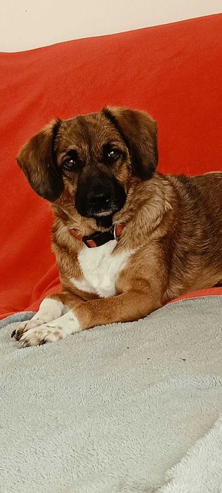 Emi poleca się do adopcji