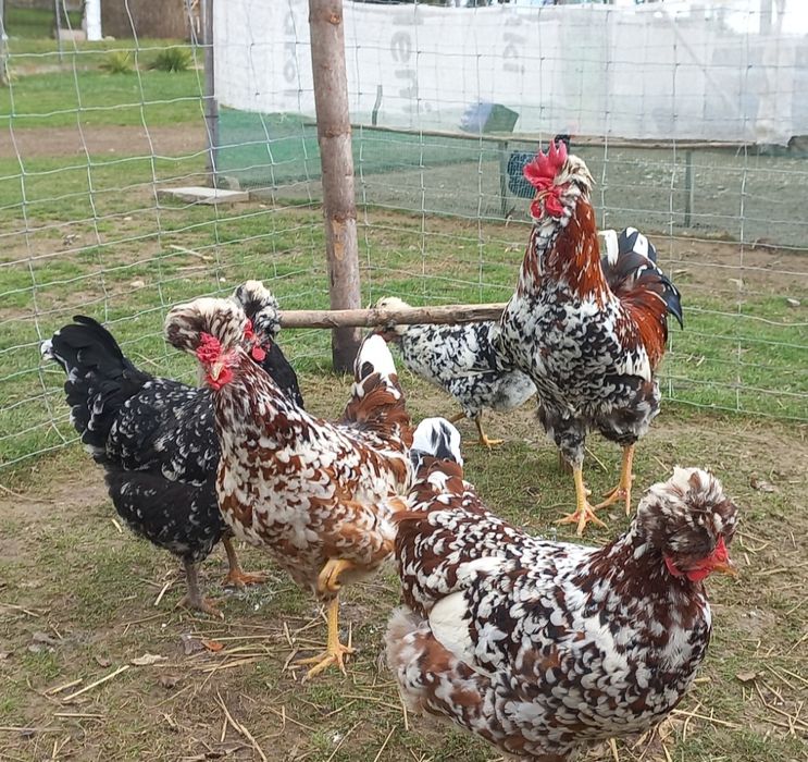 Jaja lęgowe Czubatki staropolskiej Barnavelder Australorp  Koguty