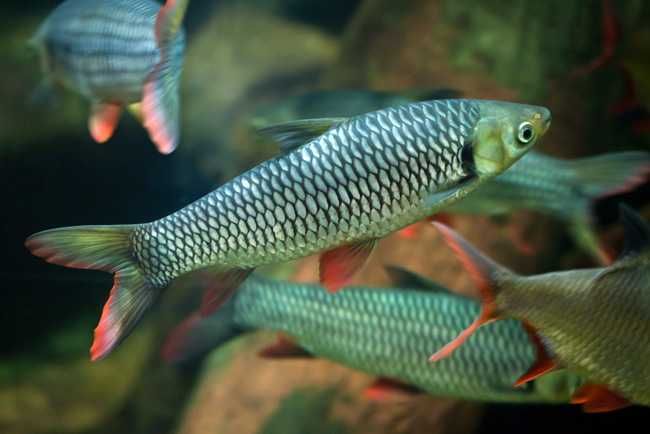 Brzanka jednopręga - Leptobarbus hoevenii - dowóz, wysyłka
