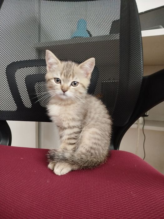 В’язка котів – золота шиншила