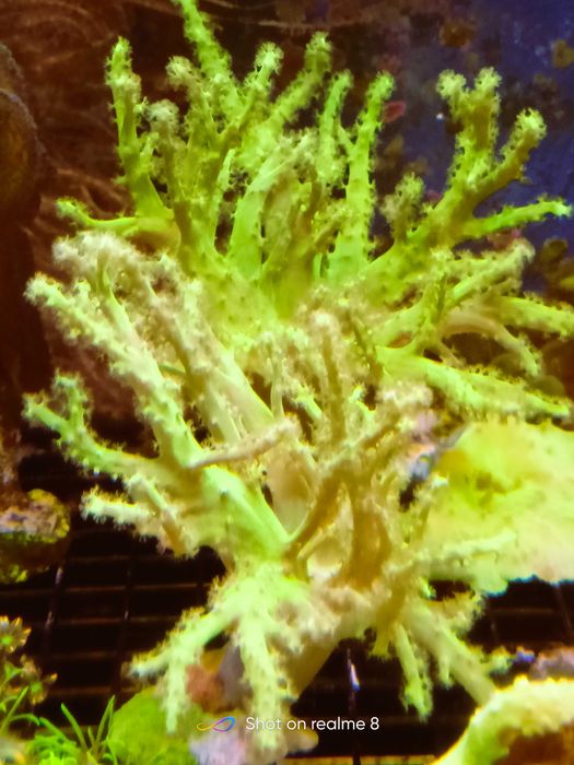 Sinularia fluo green. Morskie
