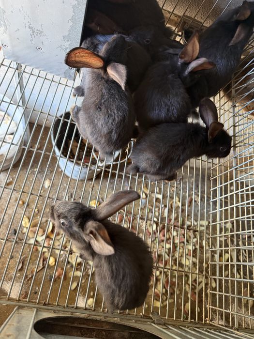 Coelhos novos boa qualidade