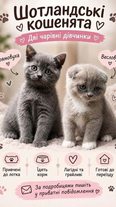 Шотландські кошенята шукають люблячу  сім'ю