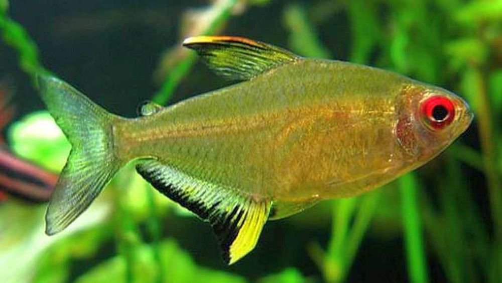 Tetra żółta - bystrzyk cytrynowy - cytrynka - hyphessobrycon