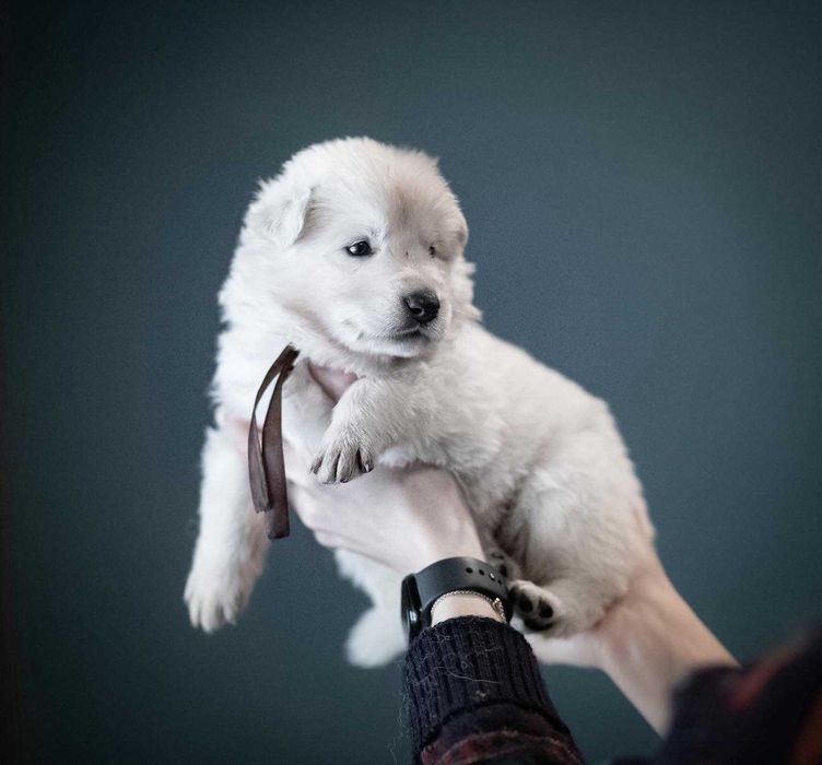 Biały Owczarek Szwajcarski długowłosy samiec