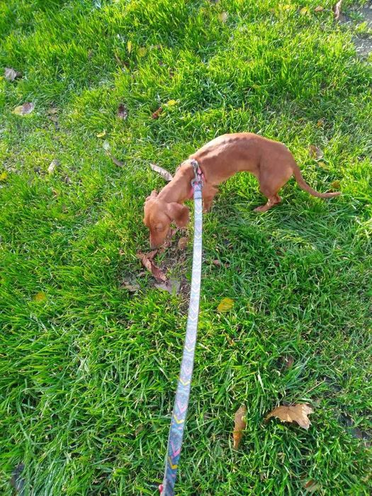 Продам  девочку  мини таксу