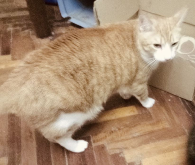Роскошный яркий рыжий котик 1,5г рудий кіт