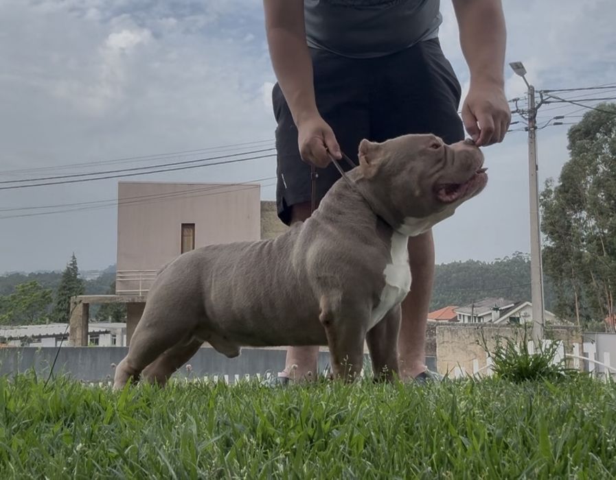 American Bully Pocket