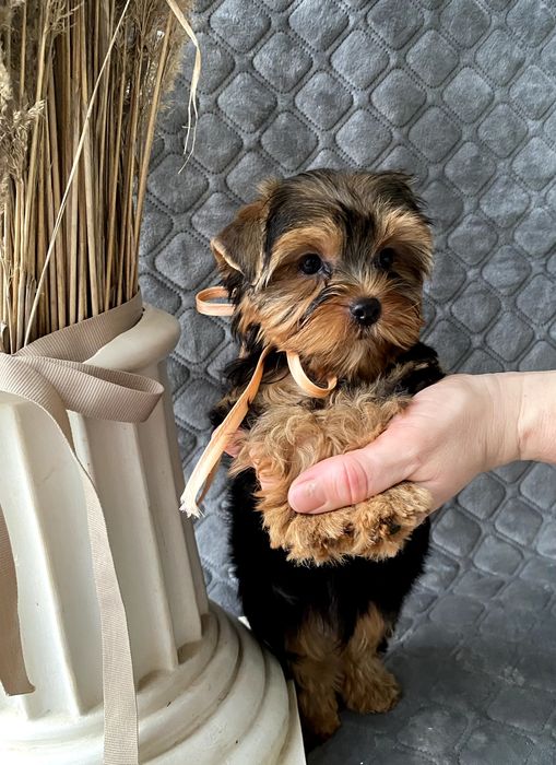 Йорки неймовірні