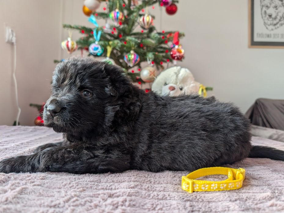 Owczarek Staroniemiecki