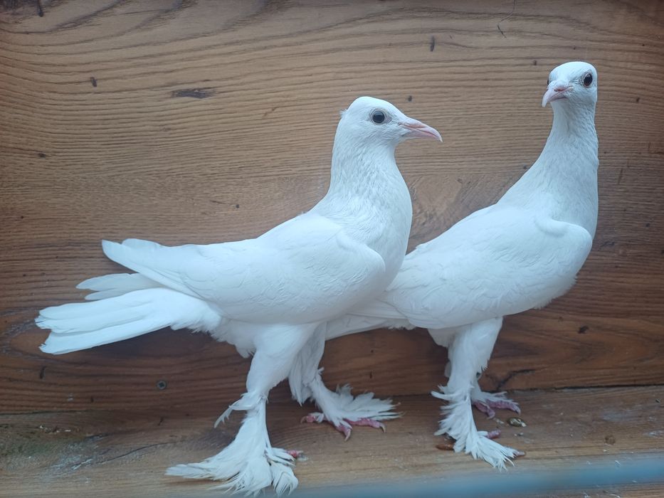 Golebie ozdobne Bociany