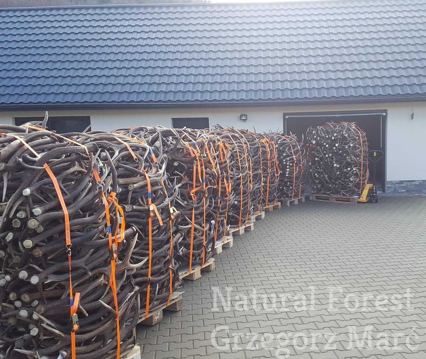 Skup Poroża Jelenia, łosia, daniela