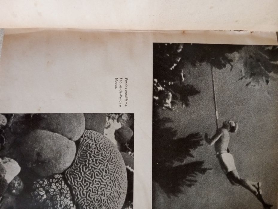 Hans Hass - Entre corais e tubarões