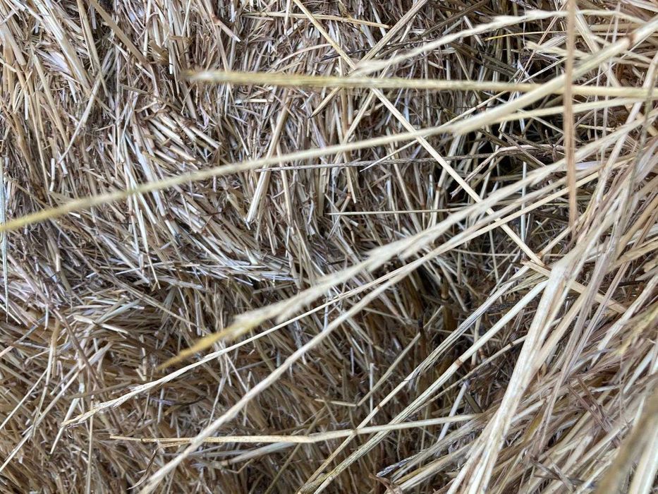 Fardos de Azevem 80/90