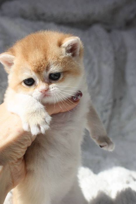 Золота британська шиншила кішечка та котик