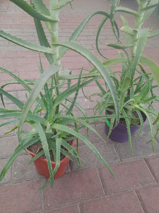 Aloesy 70/80cm 3-letnie