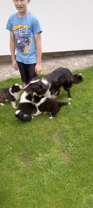Border collie szczeniak piesek