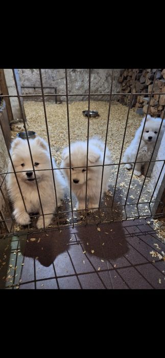 Samoyed samojed suczka