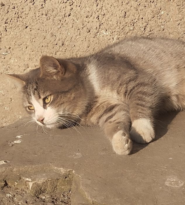 Безкоштовно котик