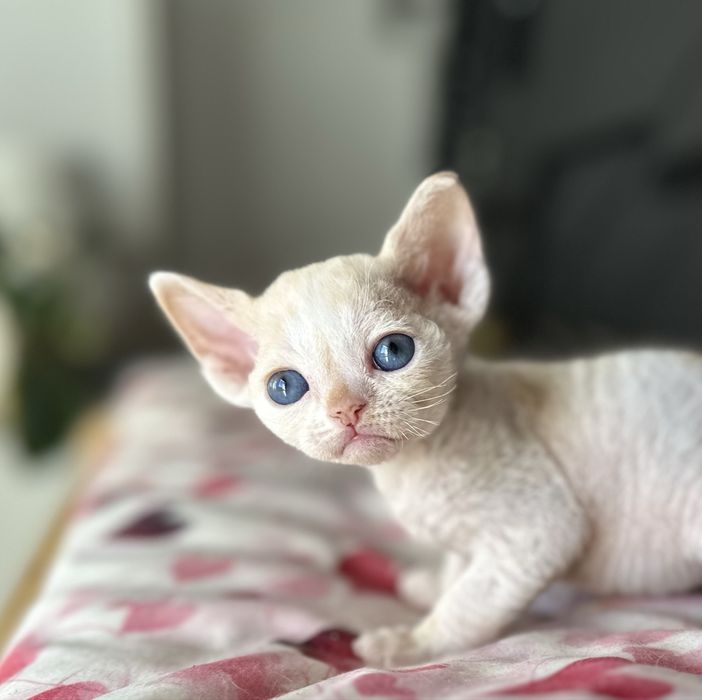 Niebieskooka kremowa kotka  devon rex