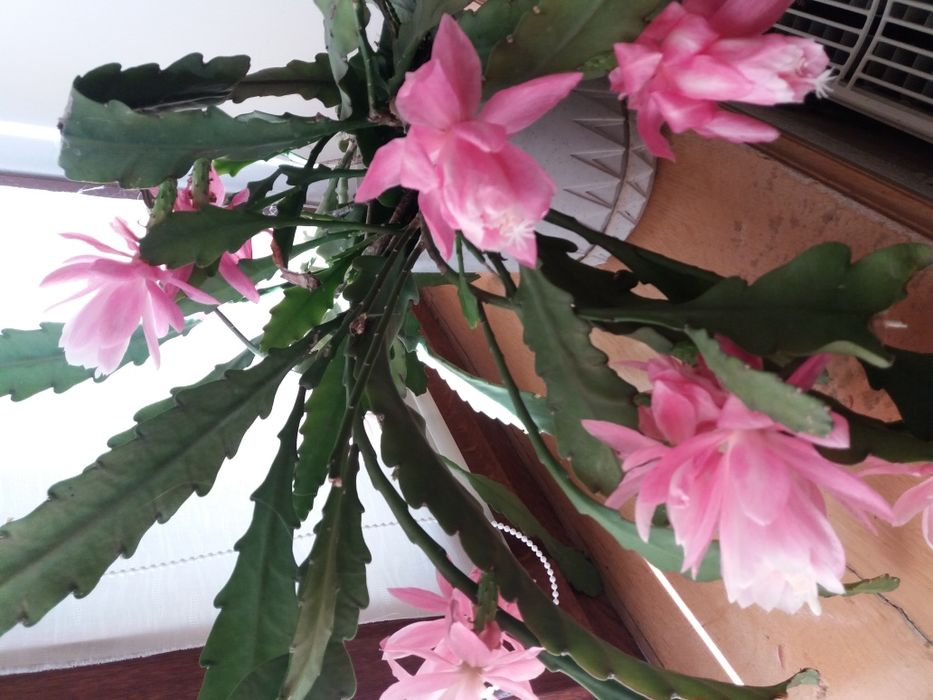 Епіфіллюм епіфіллум кактус