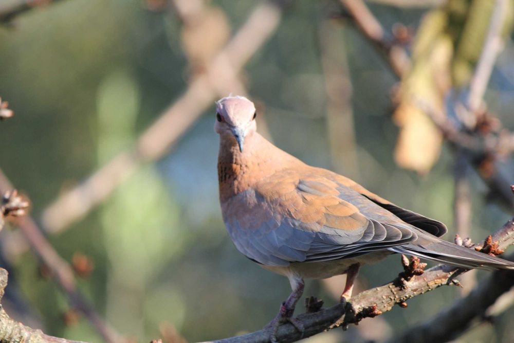 Rolas turtur (bravas) e várias espécies exóticas.