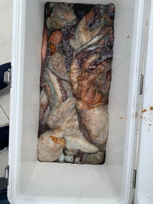 Polveiras para pesca