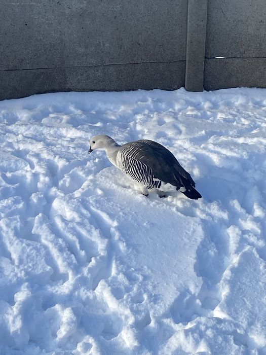 Gesi ozdobne magellana zmienna dorosly samiec