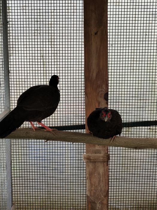 Faisões Eduardo. ..