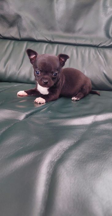 Śliczny piesek chihuahua