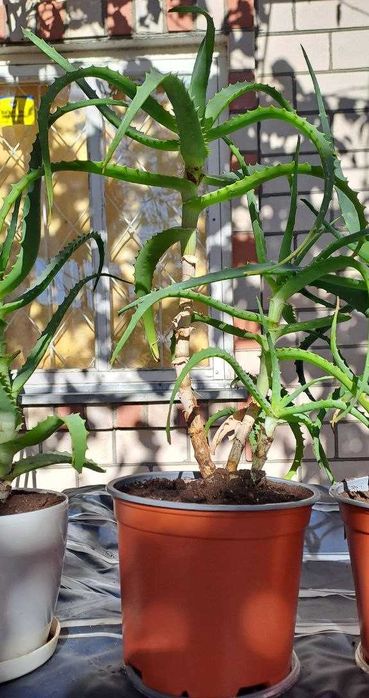 Продам алое лікарський