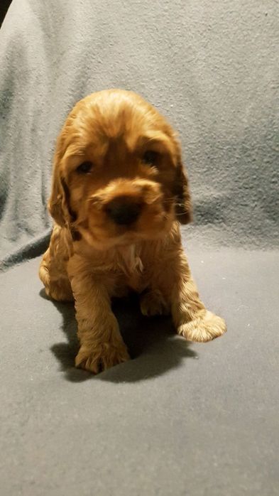 Сонячні руді кокер спаніелі шукають дім