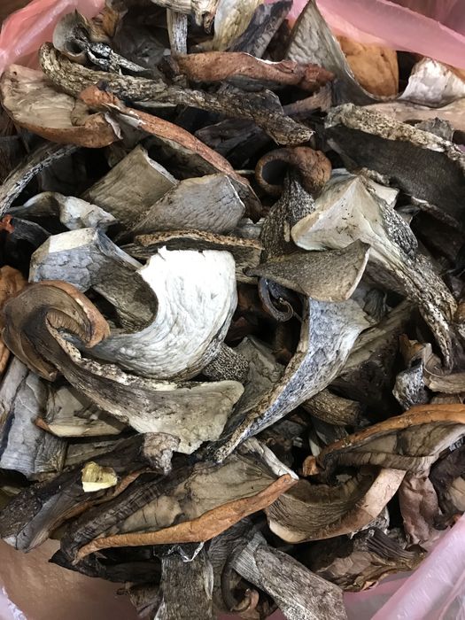 Продам сушені підберезники