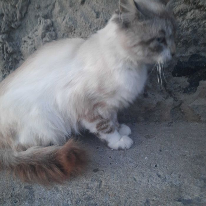 Котик шукає люблячу родину