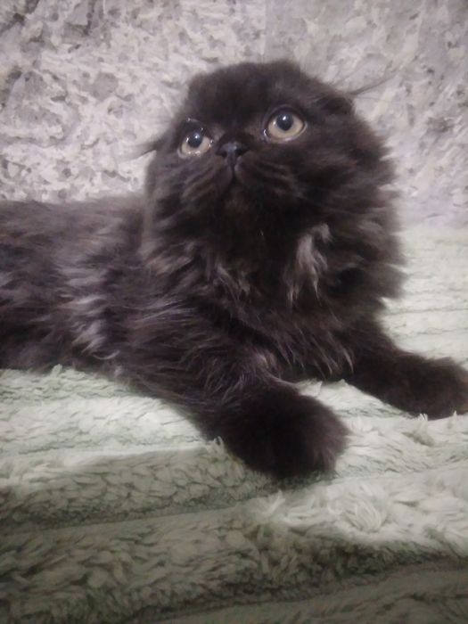 Шотландський красунчик