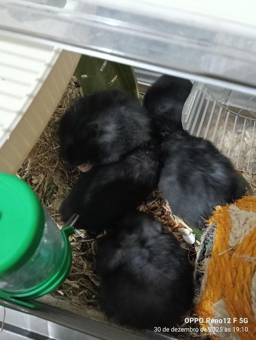 Hamster novos para venda