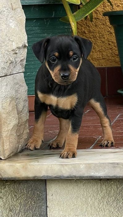 Pinscher Macho/ Fêmea