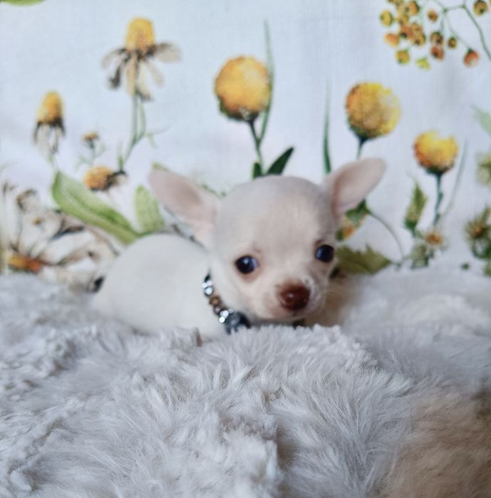 Chihuahua suczka xs