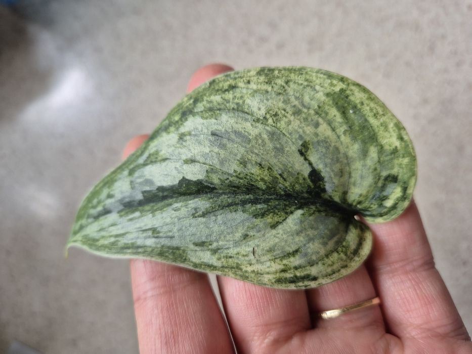 Scindapsus Peasun v2