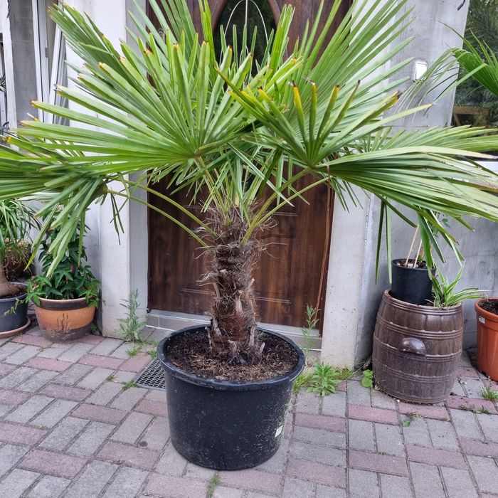 Palma trachycarpus fortunei  pien 40 cm wys calk 170  500zl