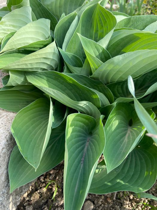 Садові Хости (Hosta)