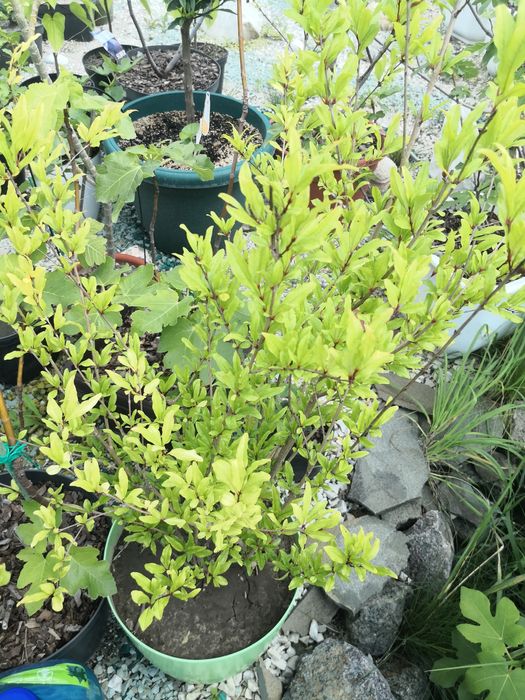 Рослина Кумкват, Лайм, Каламондін, Лимон