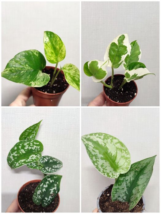 Сциндапсуси, Епіпремнуми Піктус, Требі, Марбл, Неон, Н Джой, Хеппі ліф