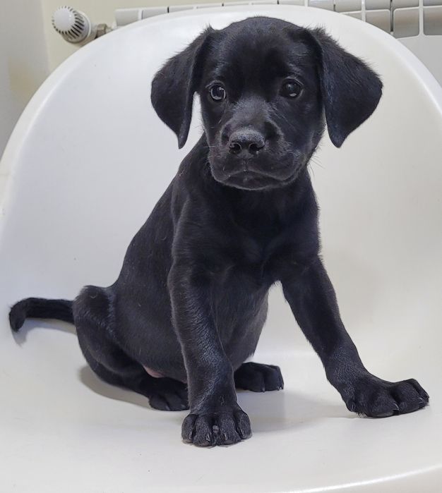 Labradora preta bebé